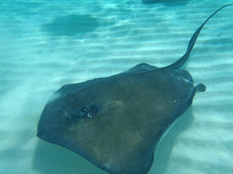 Epic Divers Grand Cayman Cayman Islands-大开曼岛必去景点