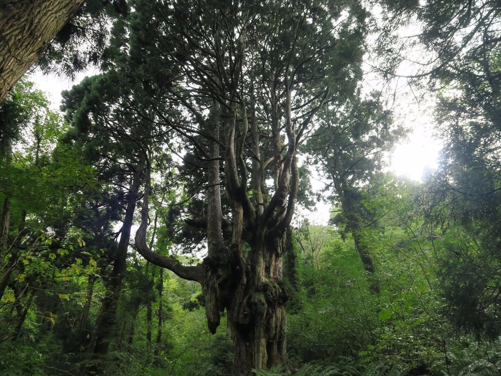Iwakura no Chibusa Sugi