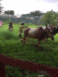 Tasgaon旅游攻略图片