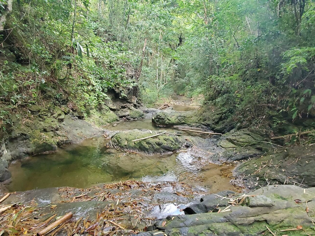Bim's Jamaican Jungle Adventure Hike景点图片