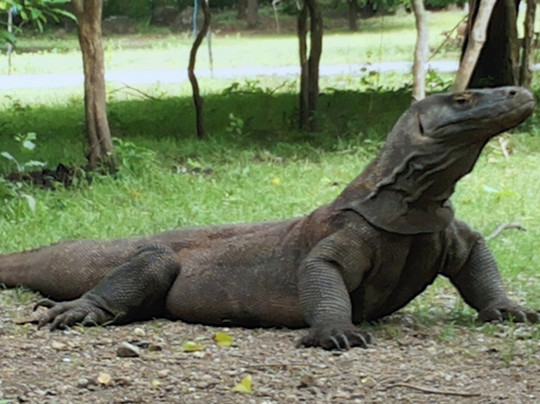 Komodo Wisata Tours & Travel-科莫多必去景点