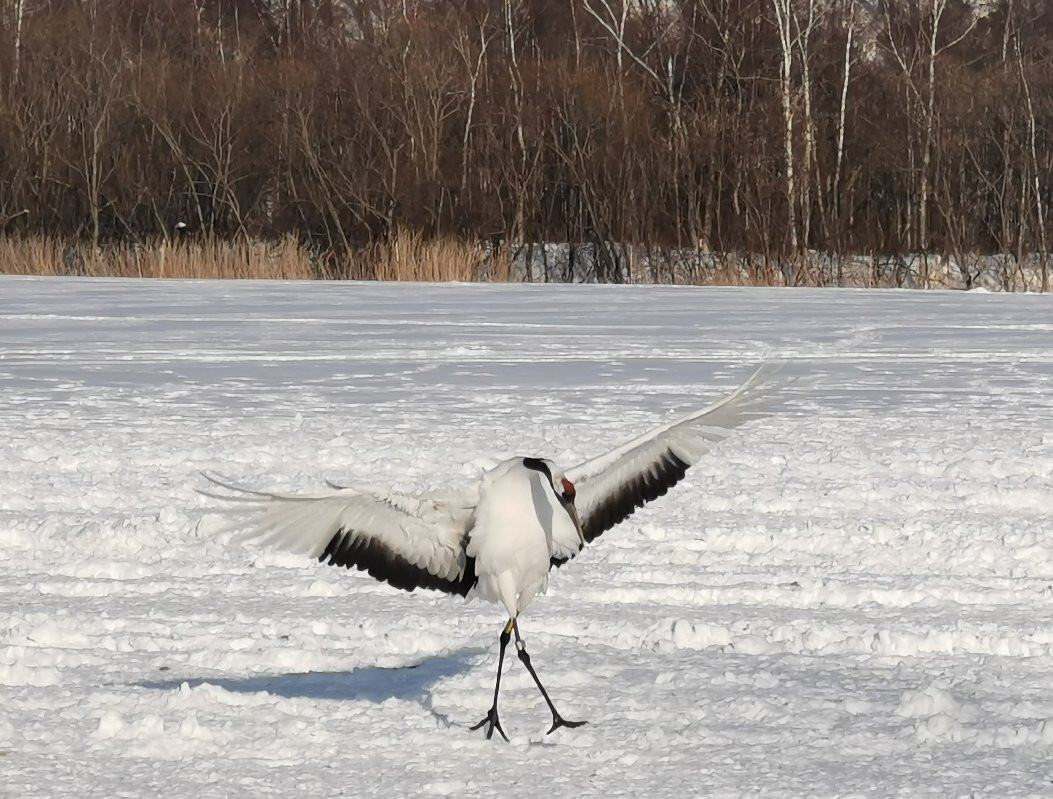 Tancho Crane Observation Center-钏路市必去景点