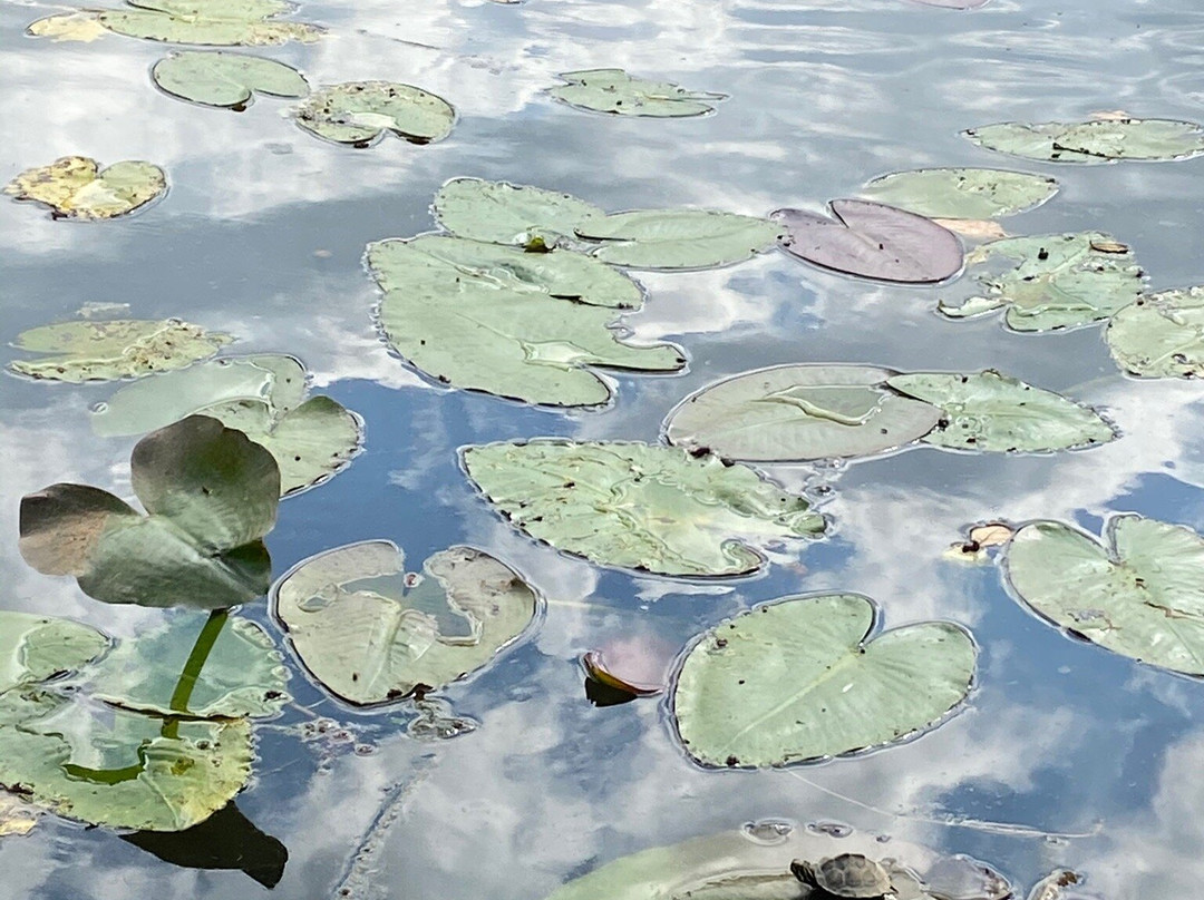 Port St Lucie Botanical Gardens-圣露西港必去景点