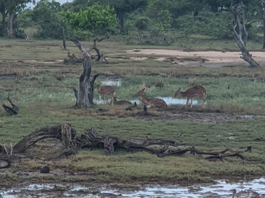 Yala National Park Jeep Safari景点图片