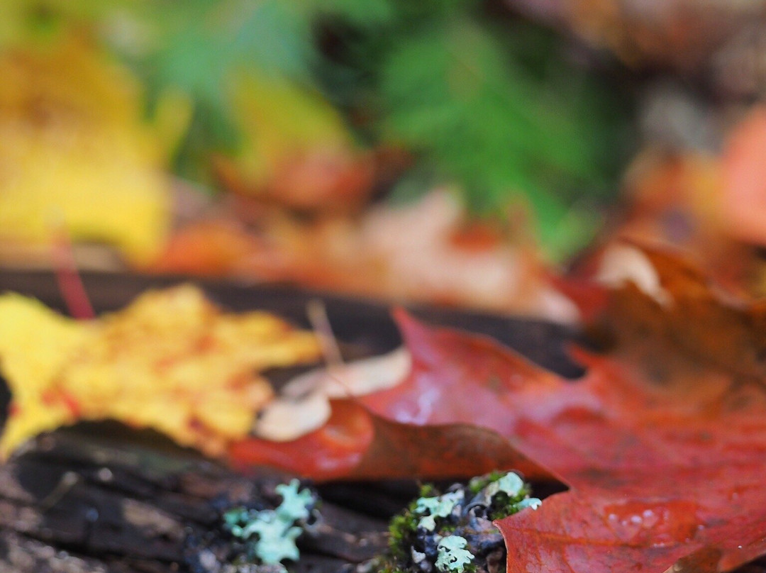 Estivant Pines Nature Sanctuary-Copper Harbor必去景点