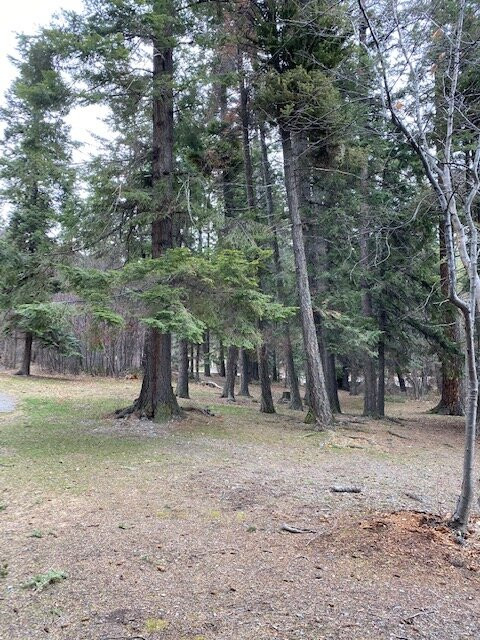 Yellow Bay / Flathead Lake State Park景点图片