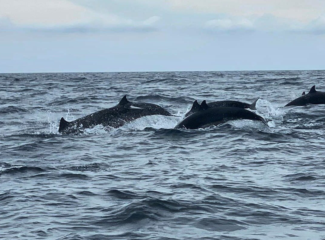 Lovina Ocean Tours景点图片