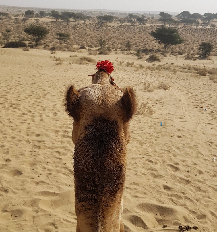 Lal Garh Desert Safari景点图片