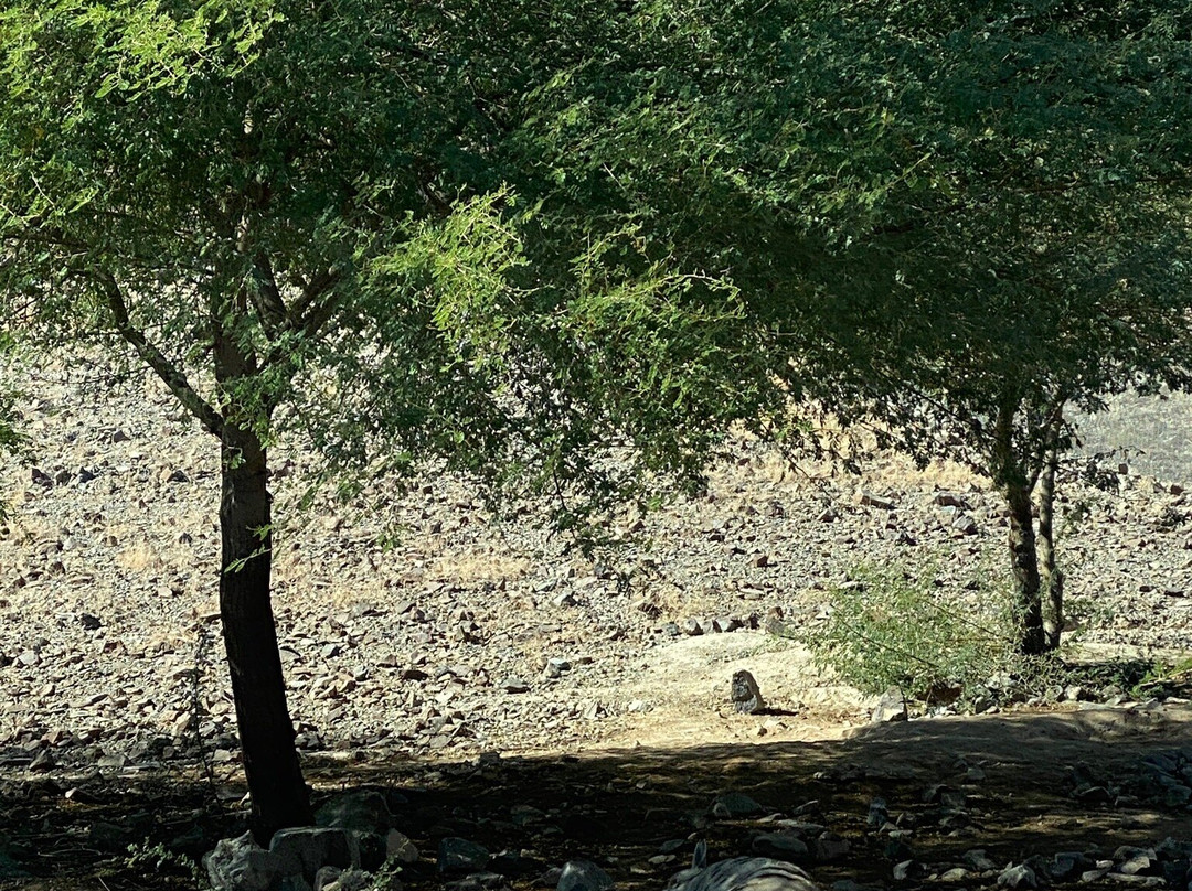 Al Hafiya Mountain Conservation Center-Kalba必去景点