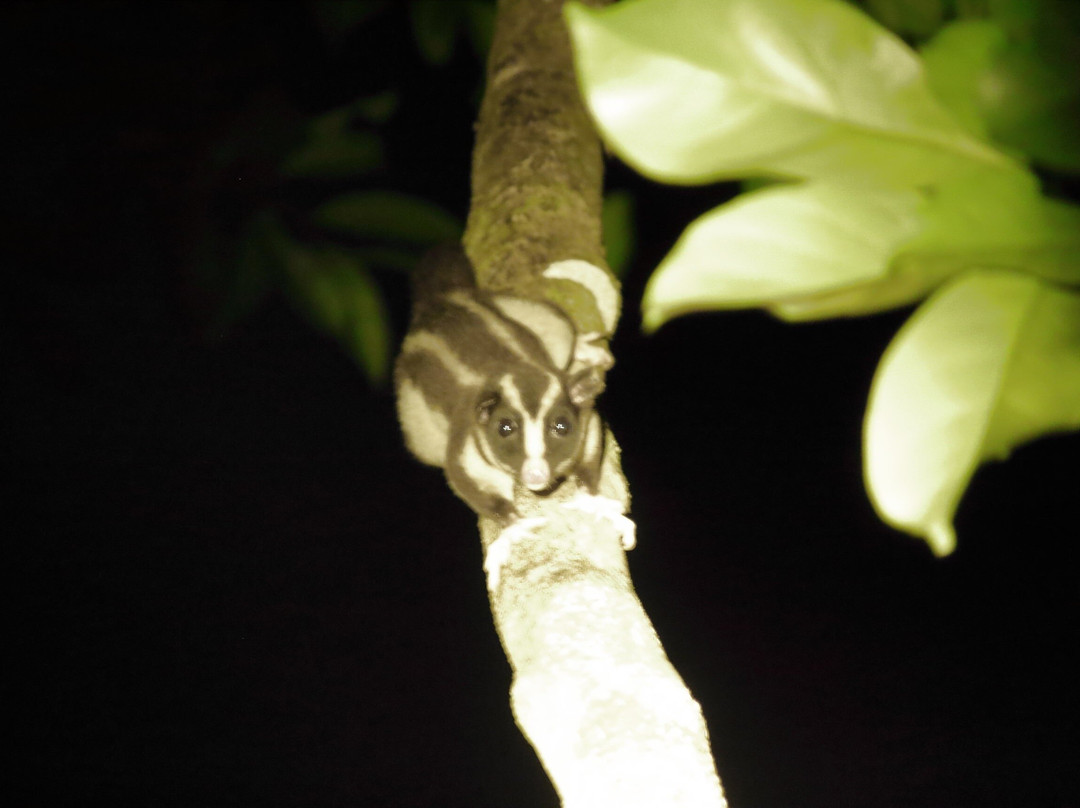 Jungle Escapes Adventures & Tours-Cape Tribulation必去景点