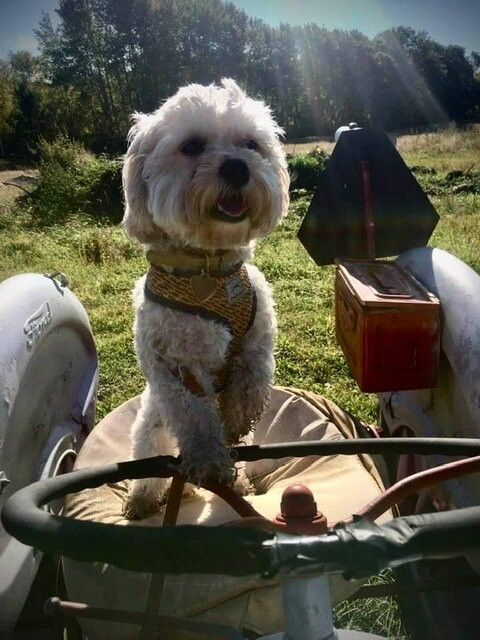 The Jam Farm-拉丁顿必去景点