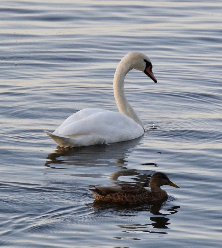 Collingwood Arboretum-科林伍德必去景点
