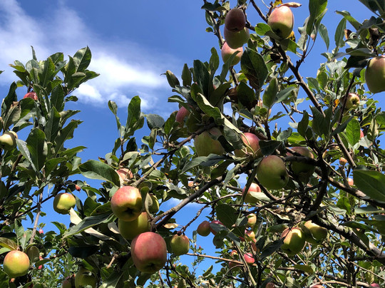 Petik apel kebun 8-巴图必去景点