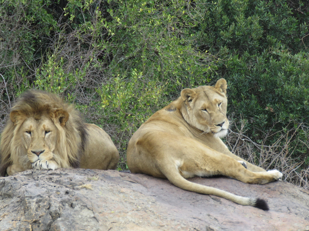 Love Lions Alive-Swinburne必去景点