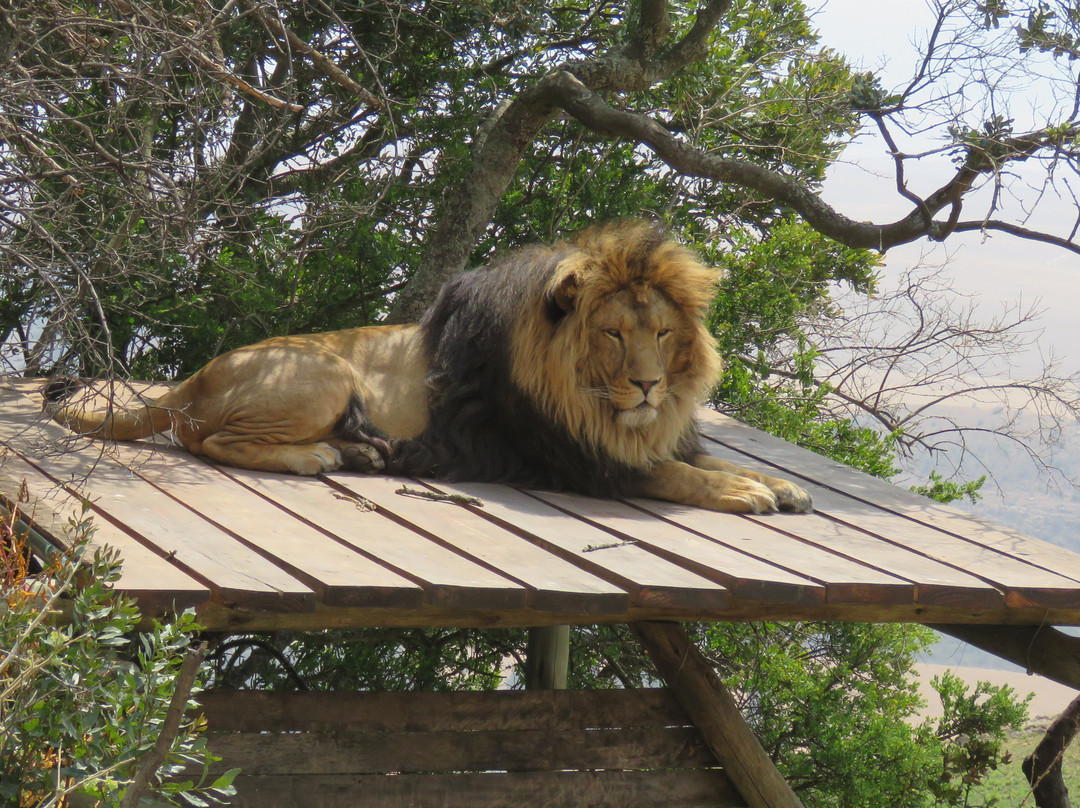 Love Lions Alive-Swinburne必去景点