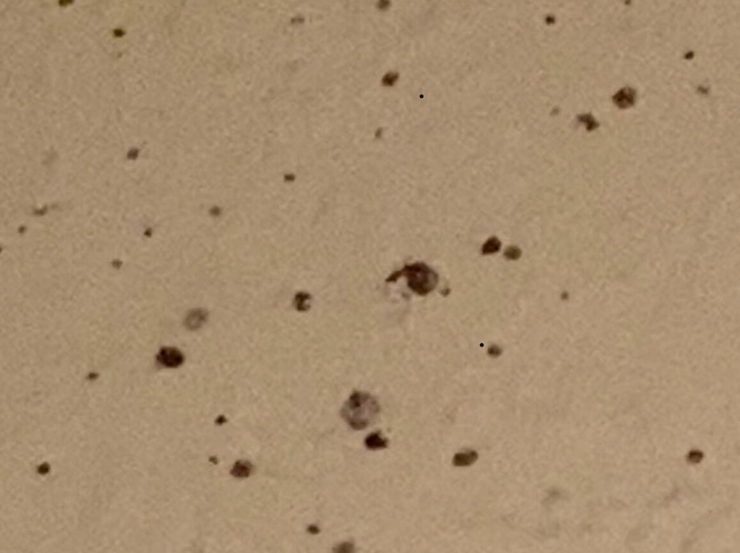 Rodeway Inn East主图