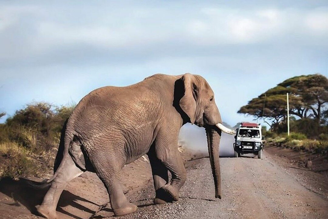 Kedi Trail-Voi必去景点