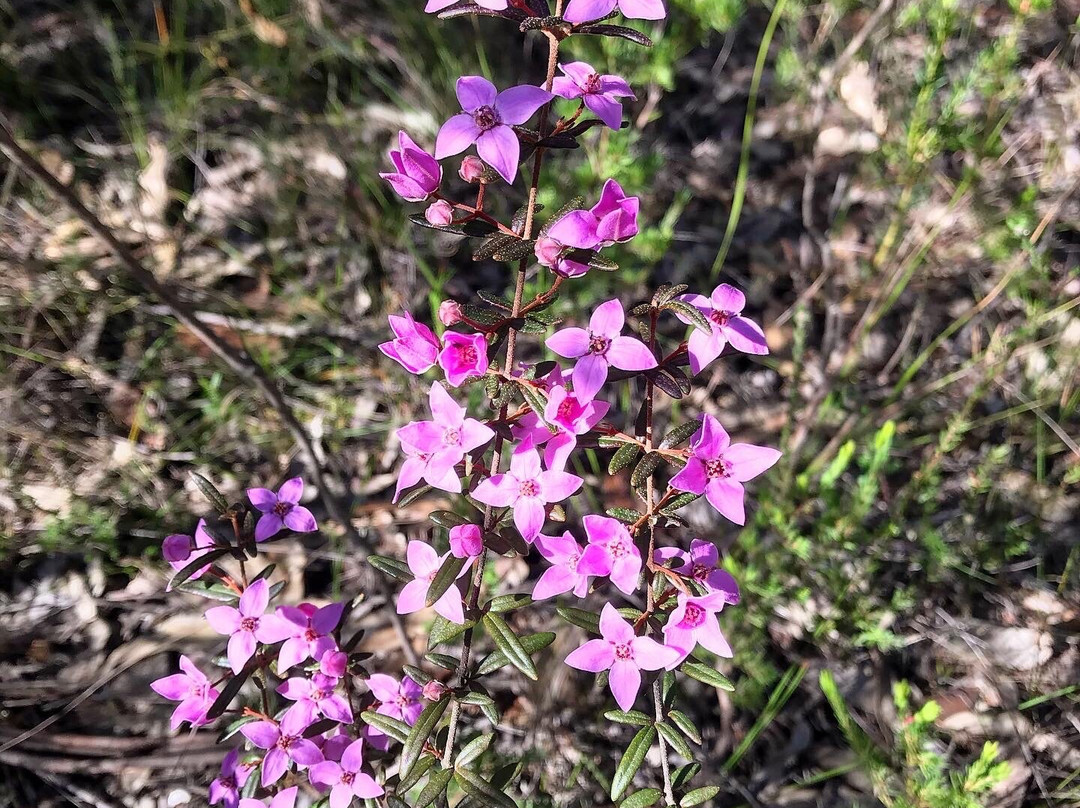 Brisbane Water National Park-Kariong必去景点