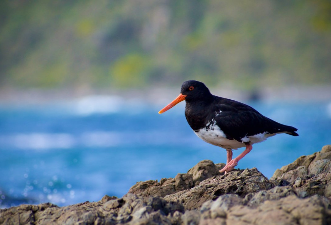 Makara Beach-惠灵顿必去景点