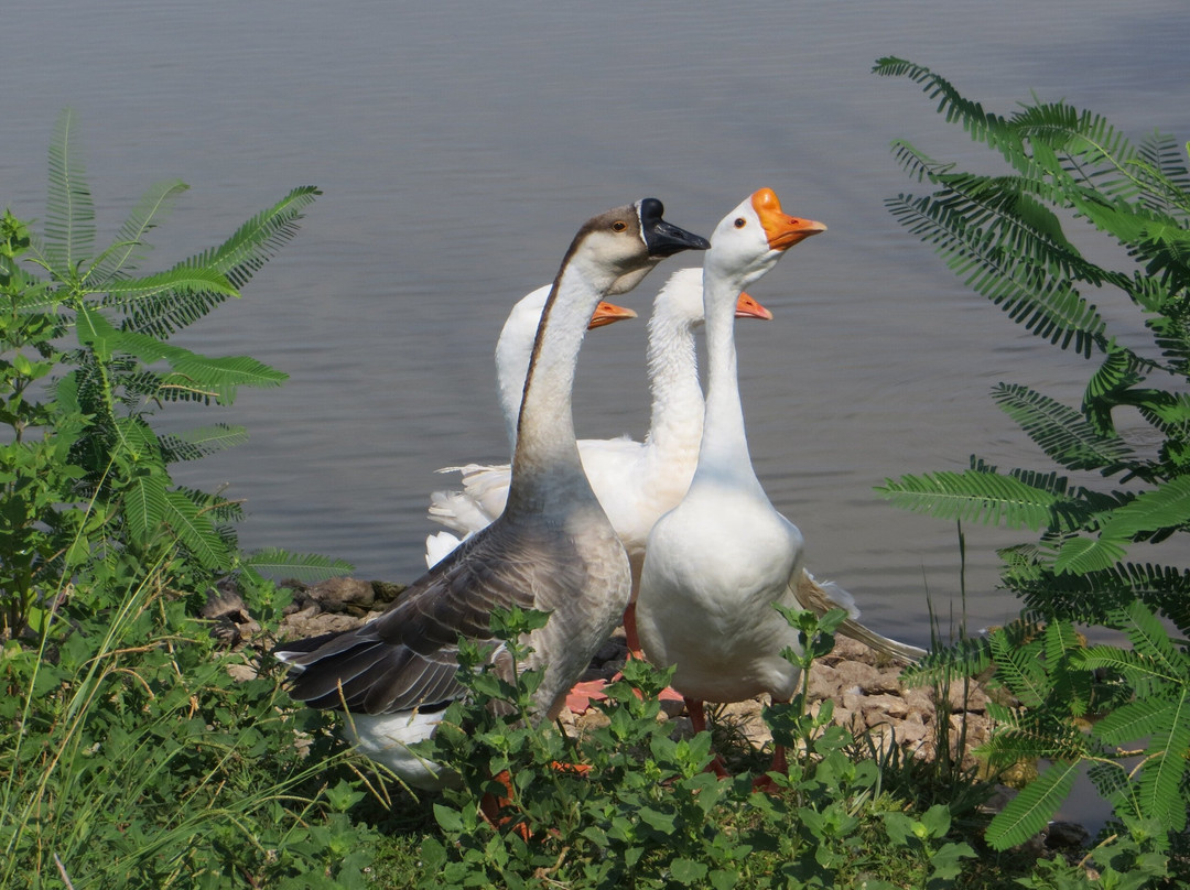Grover Nelson Park-阿比林必去景点