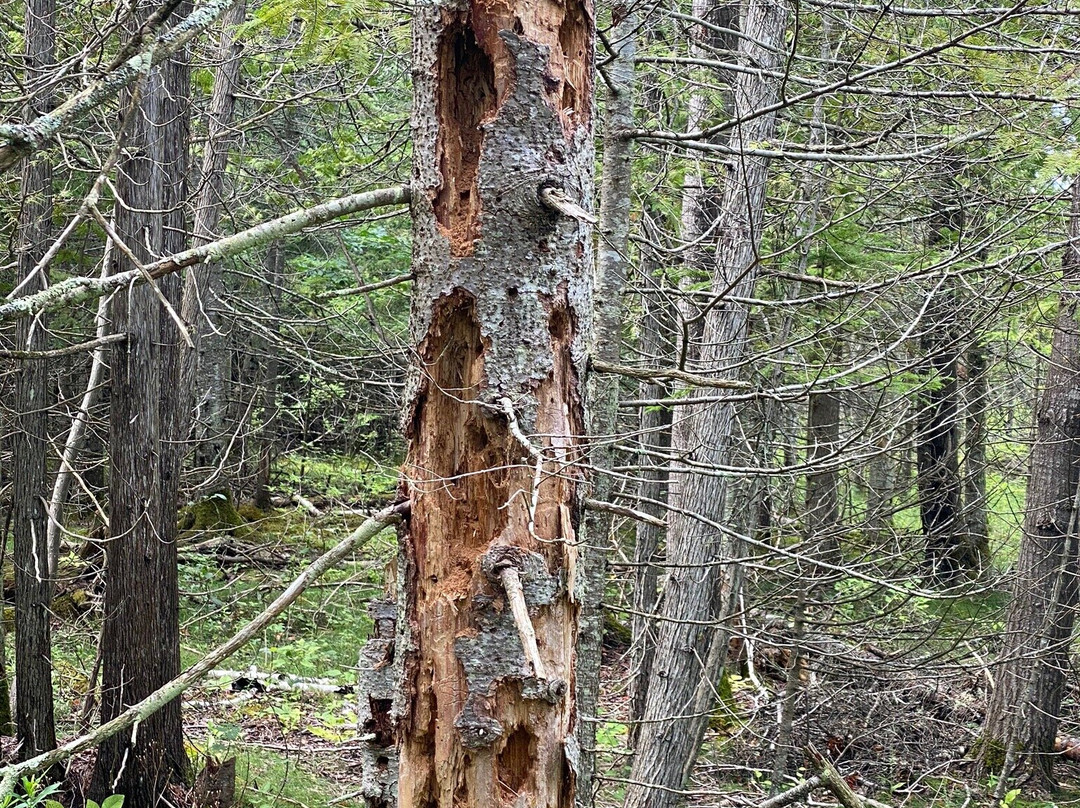 Thorne Swift Nature Preserve-Harbor Springs必去景点