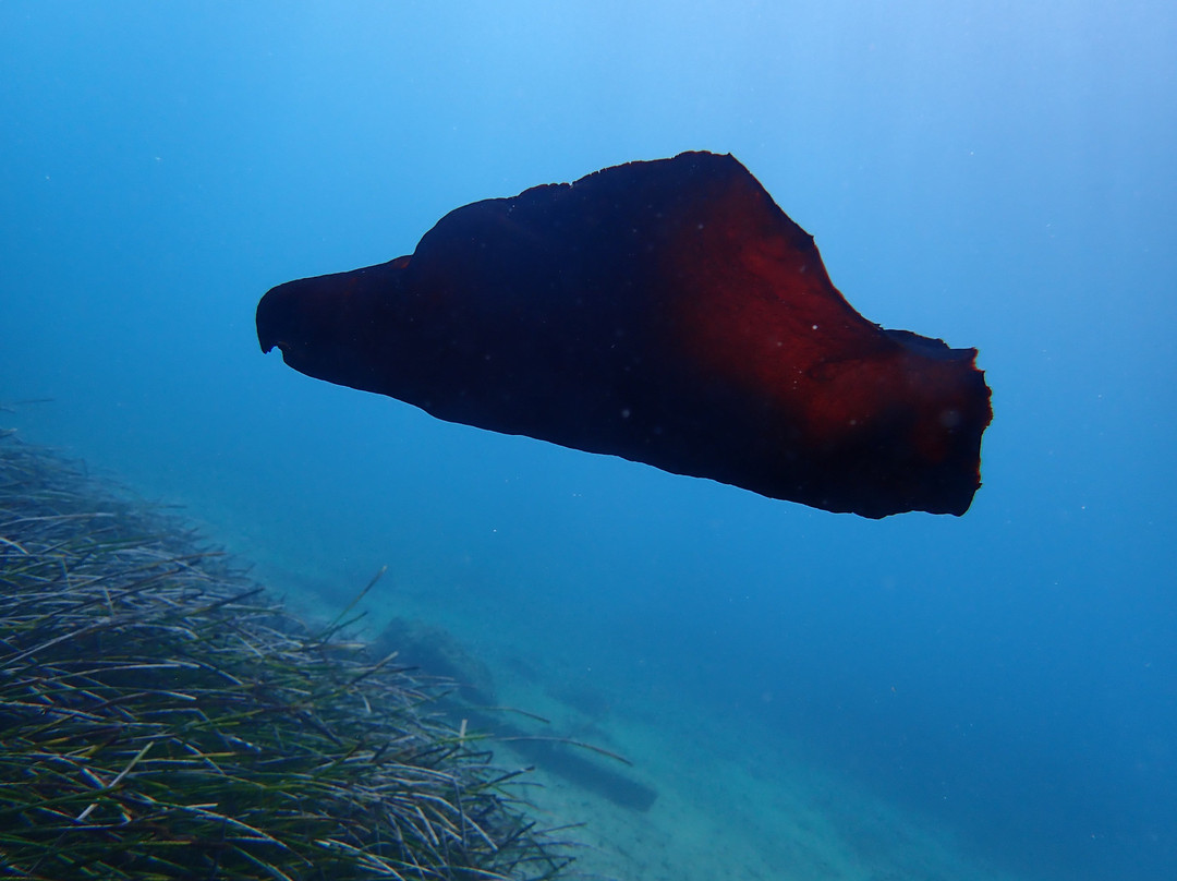 Dive Club Kassandra景点图片