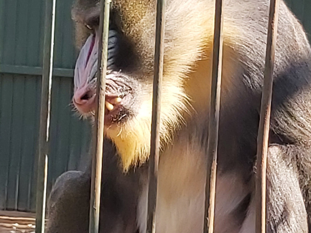 Mystic Monkeys & Feathers Wildlife Park景点图片