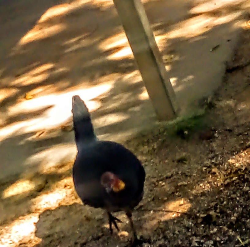 Atherton Rotary Club Park- 阿瑟顿必去景点