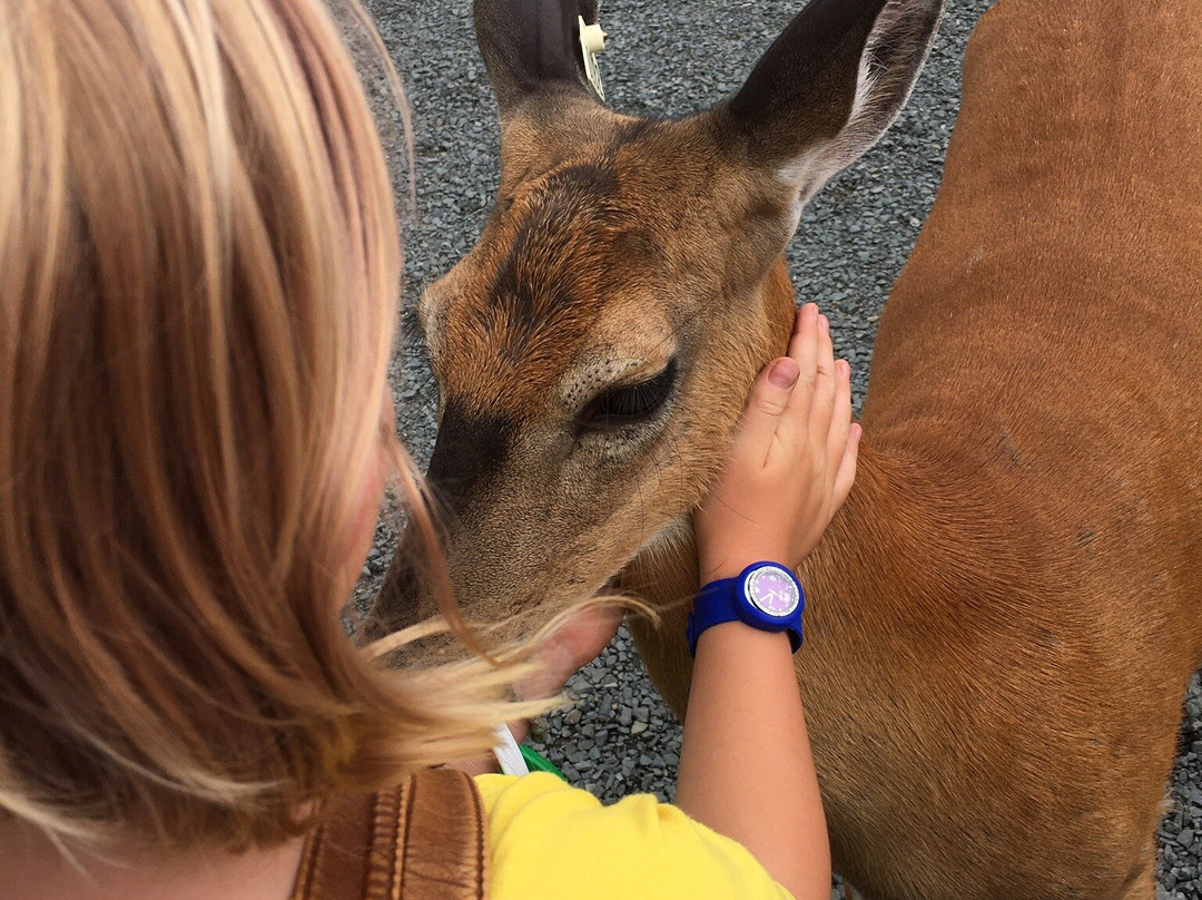 FAWN DOE ROSA Wildlife Educational Park-Saint Croix Falls必去景点