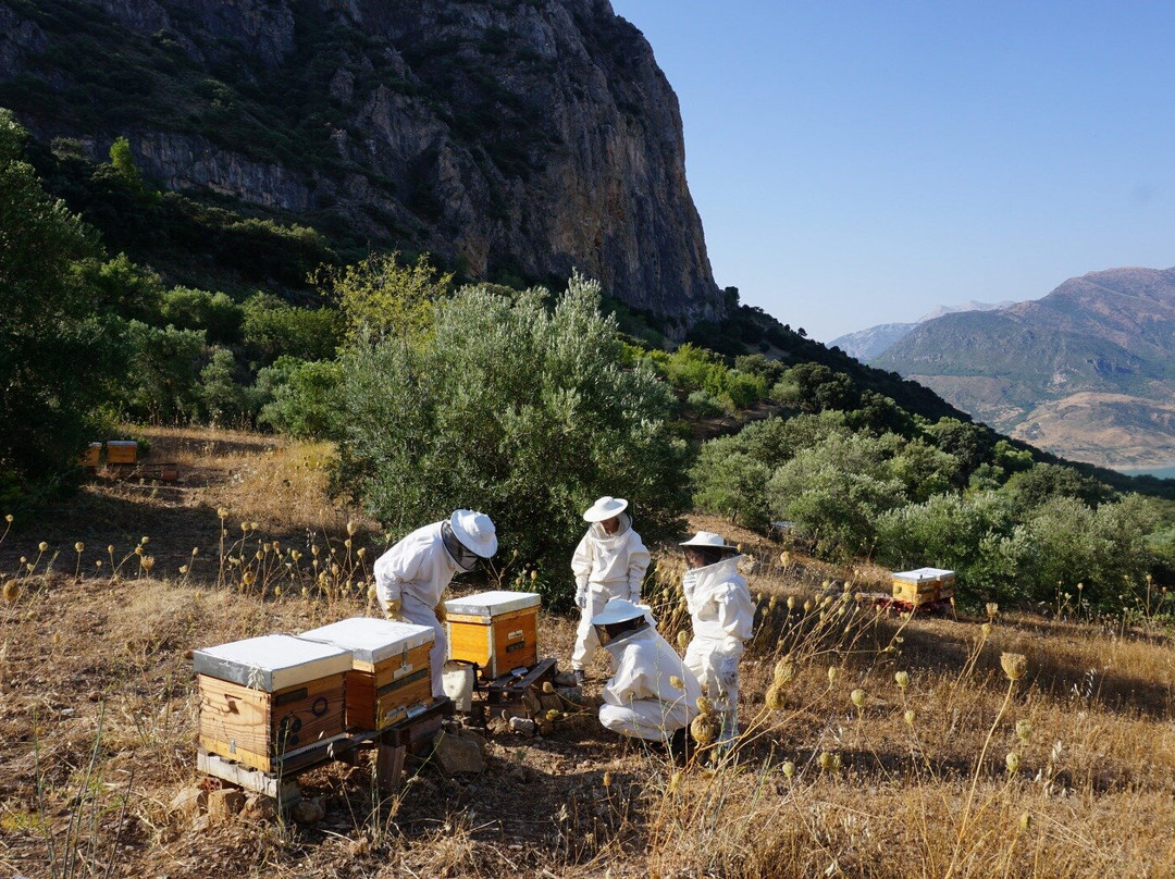 Ladrón de Miel - the Honeythief景点图片