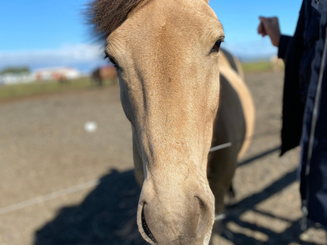 Hella Horse Rental-海拉必去景点