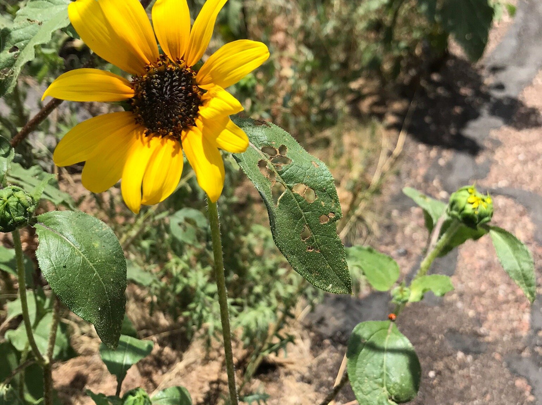 Whispering Pines Resort主图