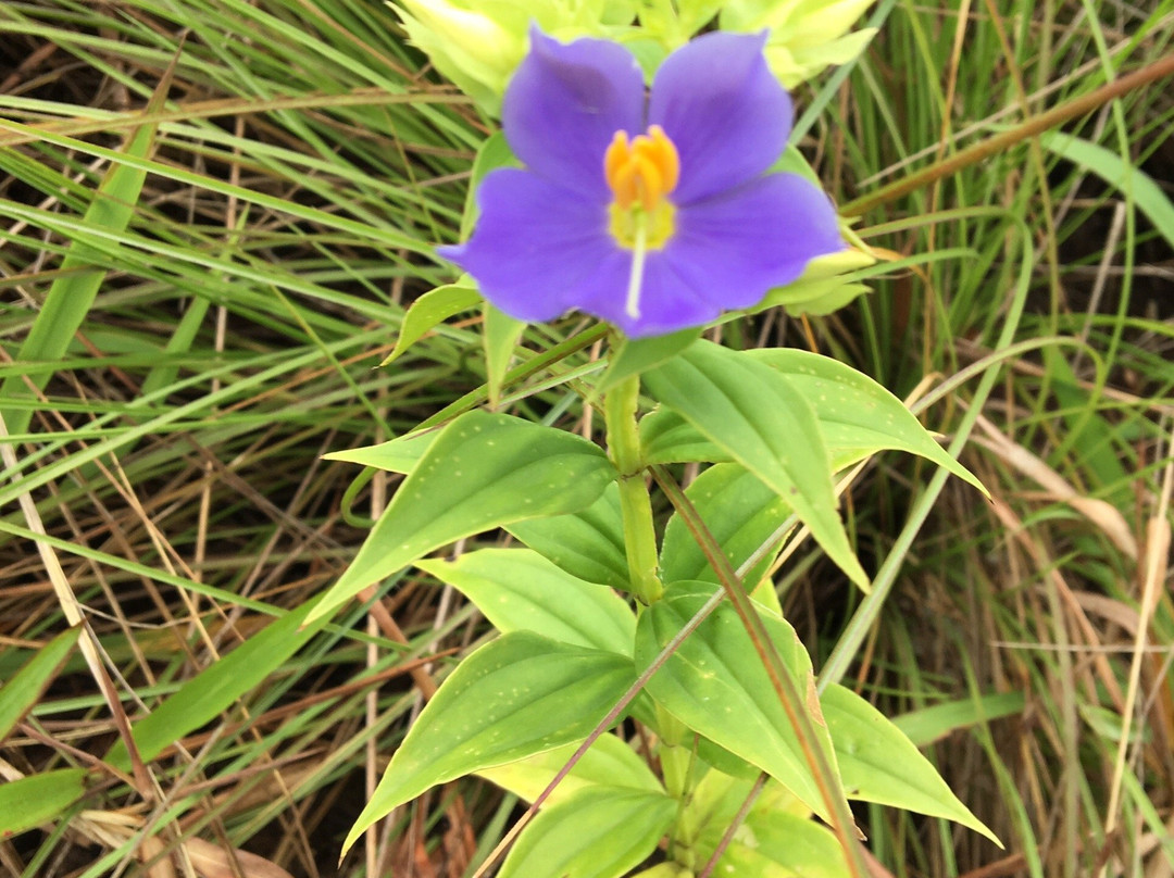 Thambapanni Travel Company-锡吉里亚必去景点