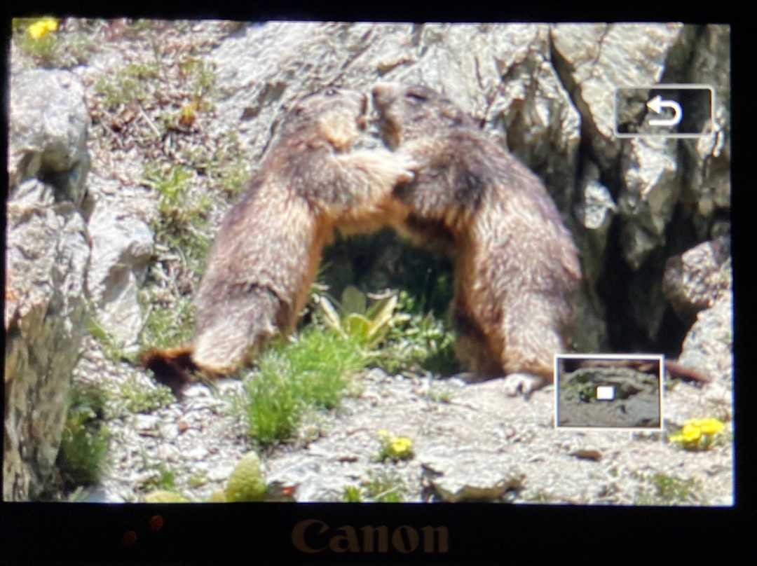 Marmot Trail景点图片