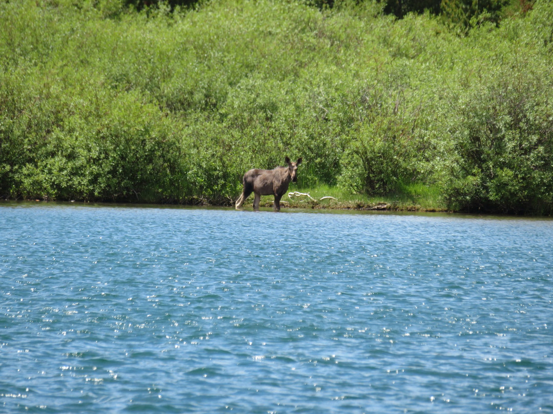 Swiftcurrent Falls-冰河国家公园必去景点