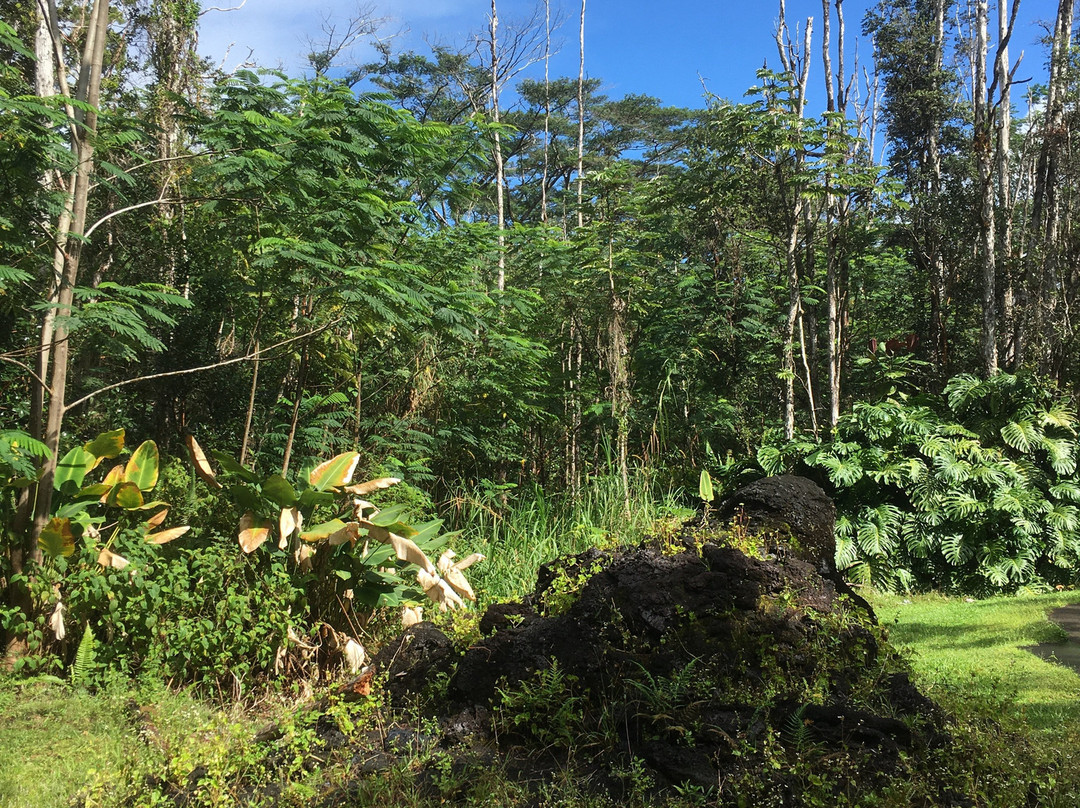 州立熔岩树公园-帕霍亚必去景点