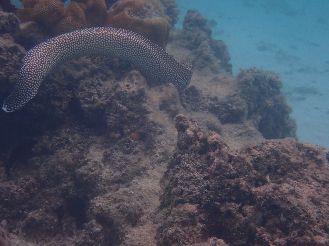 Aroa Marine Reserve-拉罗汤加必去景点