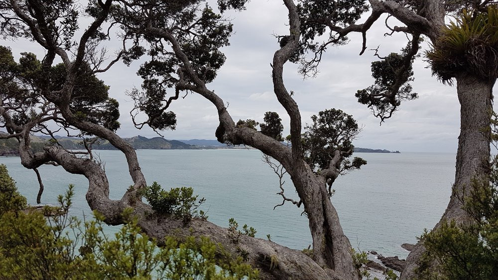 Whale Bay-Matapouri必去景点