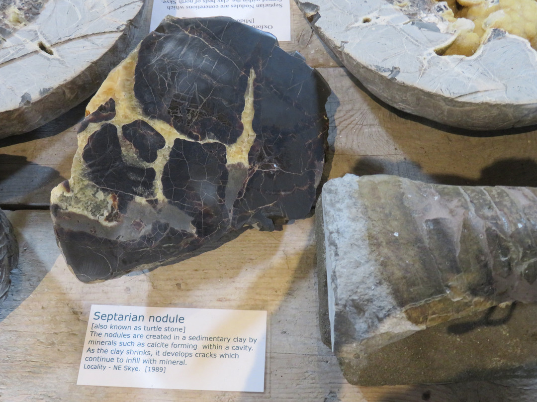 Staffin Fossil Museum景点图片
