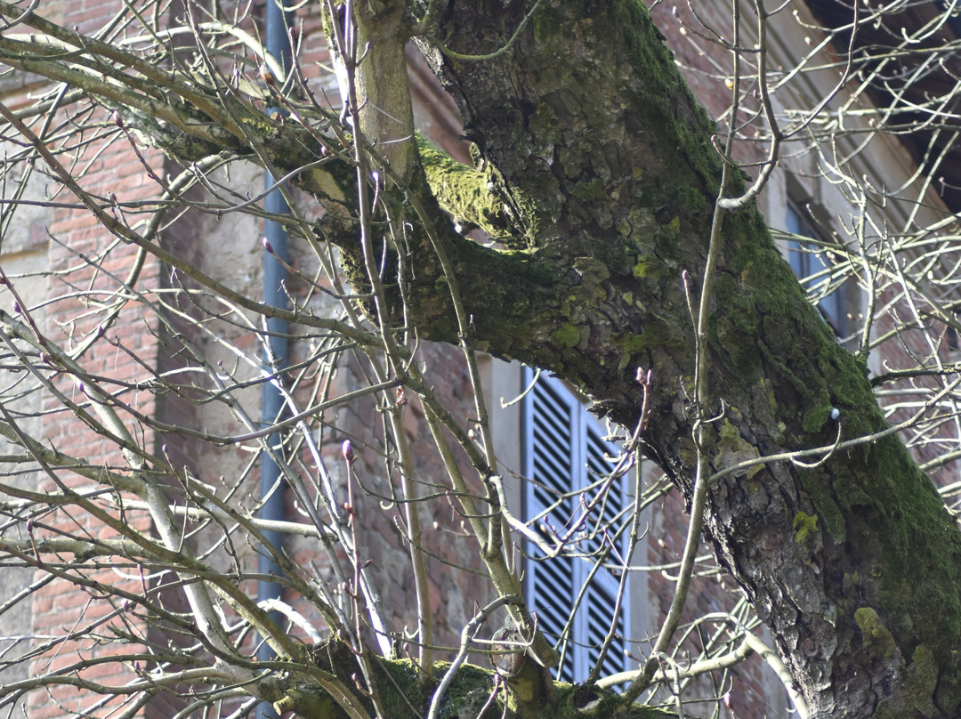 Castello di Olevano di Lomellina-Olevano di Lomellina必去景点