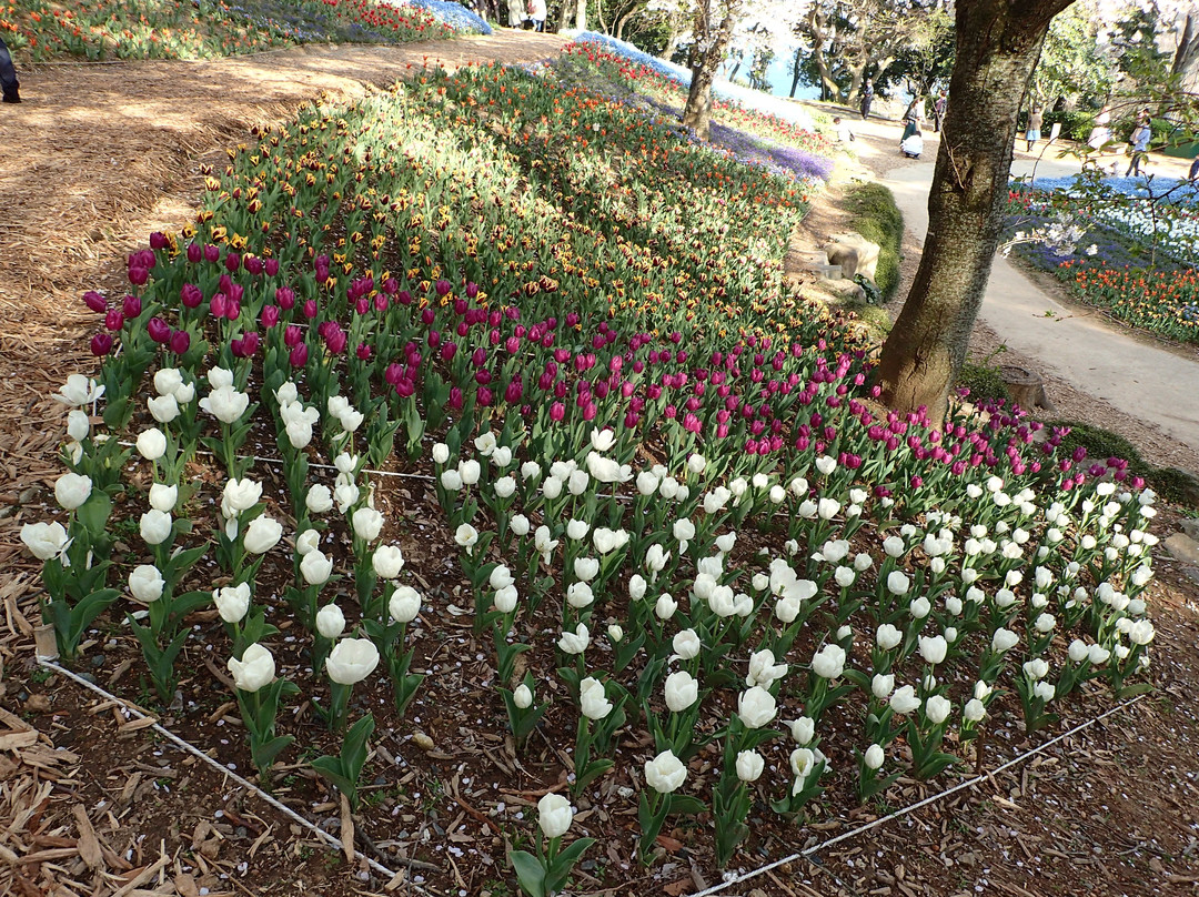 Hinoyama Park Turkey Tulip Garden-下关市必去景点