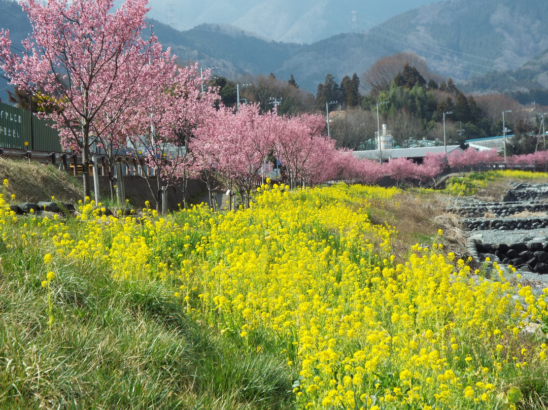 Mizunashi River-秦野市必去景点