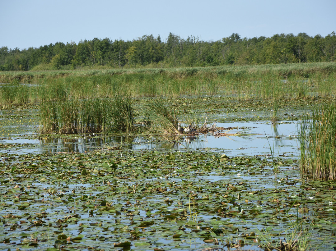 Druzno Lake Nature Reserve景点图片