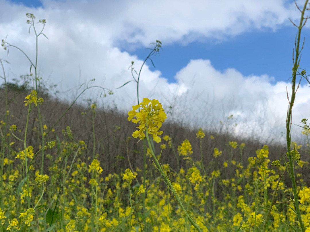 Chino Hills State Park-奇诺岗必去景点