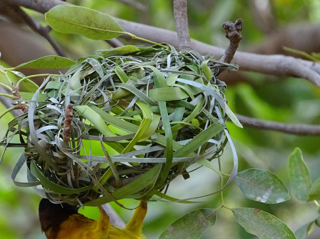 Grand Hotel du Niger主图