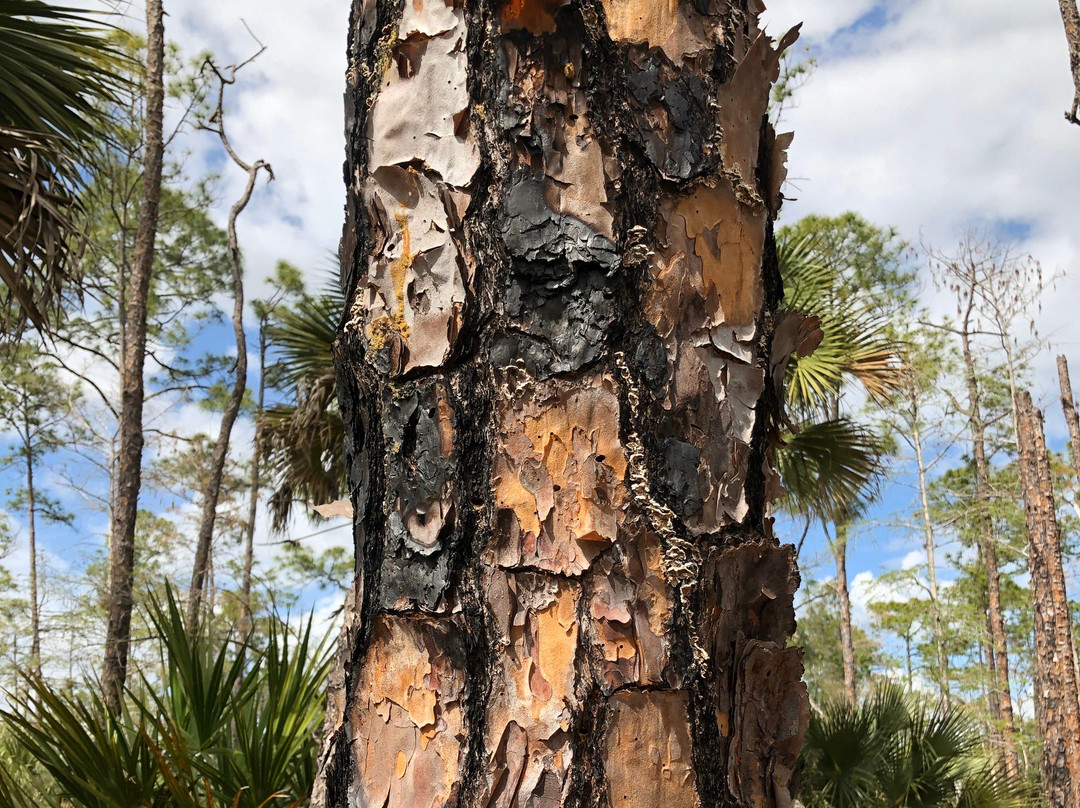 Serenity Walk Park-Naples Park必去景点