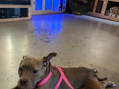 Sailfish Brewing Company-匹尔斯堡必去景点