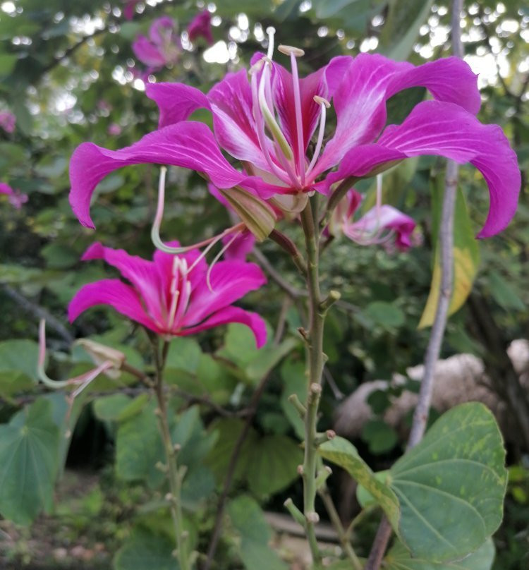 Ecotours Jardin Creole-Le Marin必去景点