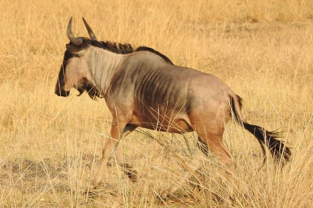 Victoria Falls Adventures-李文斯顿必去景点
