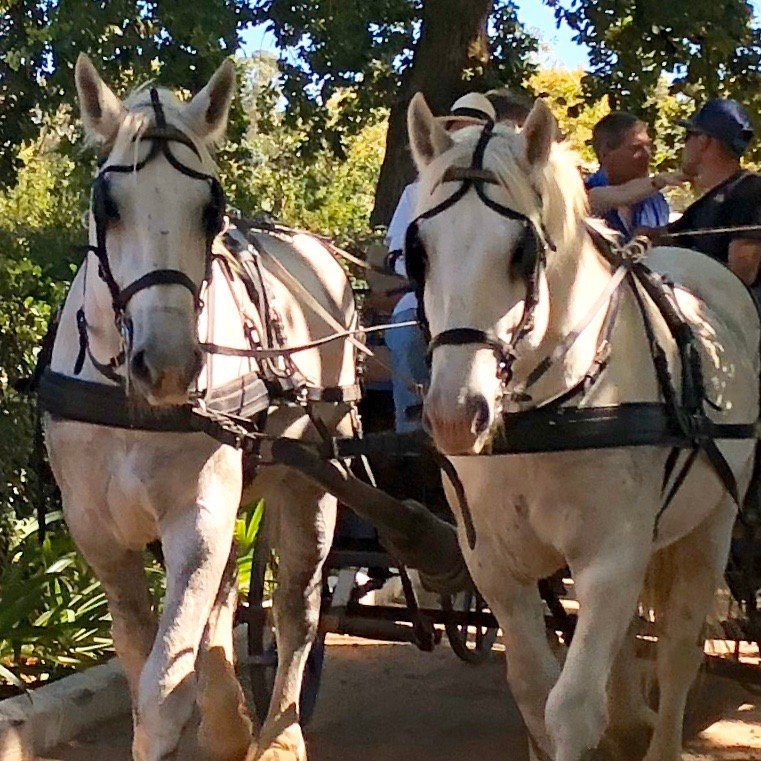 Wine Valley Adventures-法兰舒克必去景点